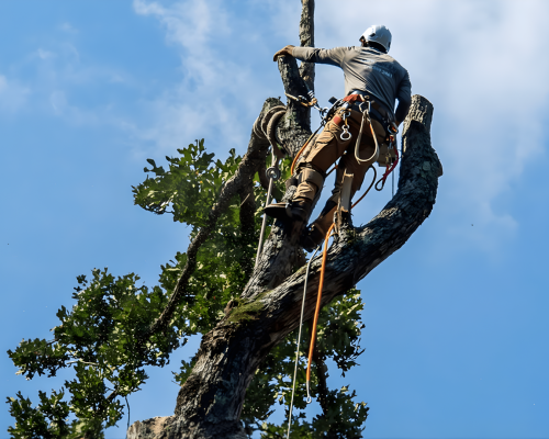 Tree Trimming & Pruning